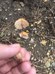 Marasmius siccus