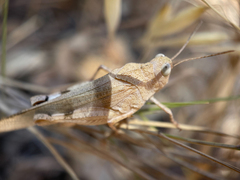 Oedipoda caerulescens