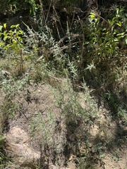 Ambrosia psilostachya