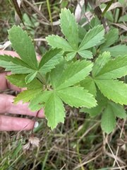 Potentilla verna