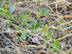 Lycium barbarum