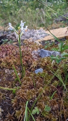 Platanthera blephariglottis