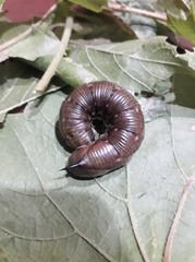Agrius convolvuli