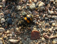 Nicrophorus