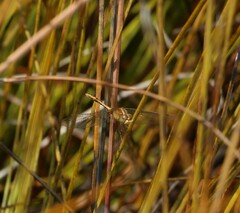 Diplacodes bipunctata