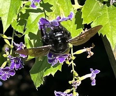 Xylocopa sonorina