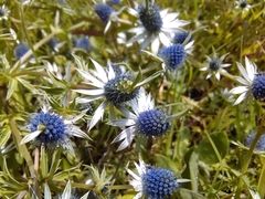 Eryngium