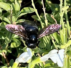 Xylocopa sonorina