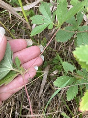 Potentilla verna