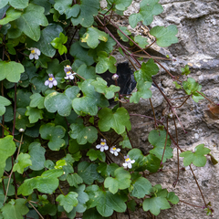 Cymbalaria muralis