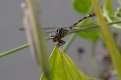 Aphylla angustifolia