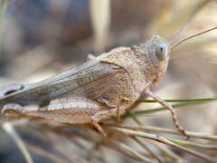 Oedipoda caerulescens
