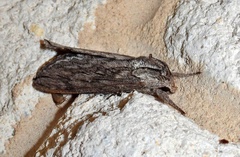Sphinx libocedrus