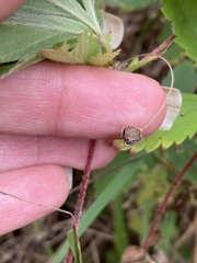 Potentilla verna