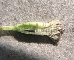 Mikania scandens