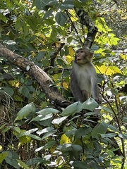 Macaca mulatta