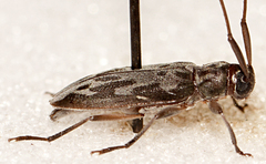 Lepturges symmetricus