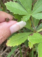 Potentilla verna