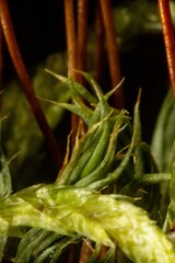 Polytrichum strictum