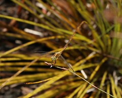 Diplacodes bipunctata