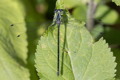 Austroargiolestes icteromelas