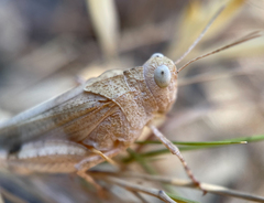 Oedipoda caerulescens