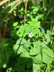 Oxalis alpina
