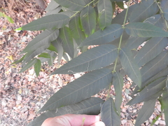 Stigmella longisacca