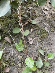 Pyrola asarifolia