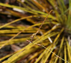 Diplacodes bipunctata