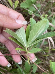 Potentilla verna