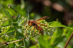 Polistes bellicosus