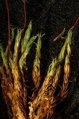Polytrichum strictum