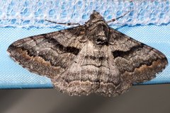 Gastrinodes bitaeniaria