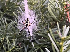 Argiope aurantia