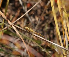 Diplacodes bipunctata