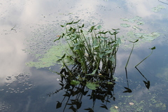Sagittaria sagittifolia