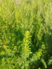 Lespedeza cuneata