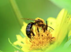 Andrena helianthi