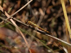 Diplacodes bipunctata