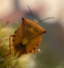 Carpocoris mediterraneus