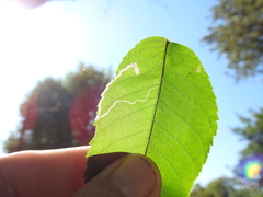 Stigmella longisacca