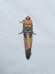 Dasypyga alternosquamella