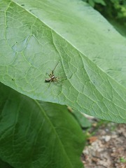 Anyphaena accentuata