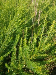 Lespedeza cuneata