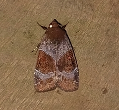 Hampsonodes mastoides