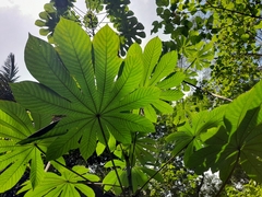 Cecropia obtusifolia