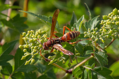 Polistes bellicosus