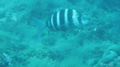 Diplodus cervinus