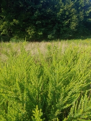 Lespedeza cuneata